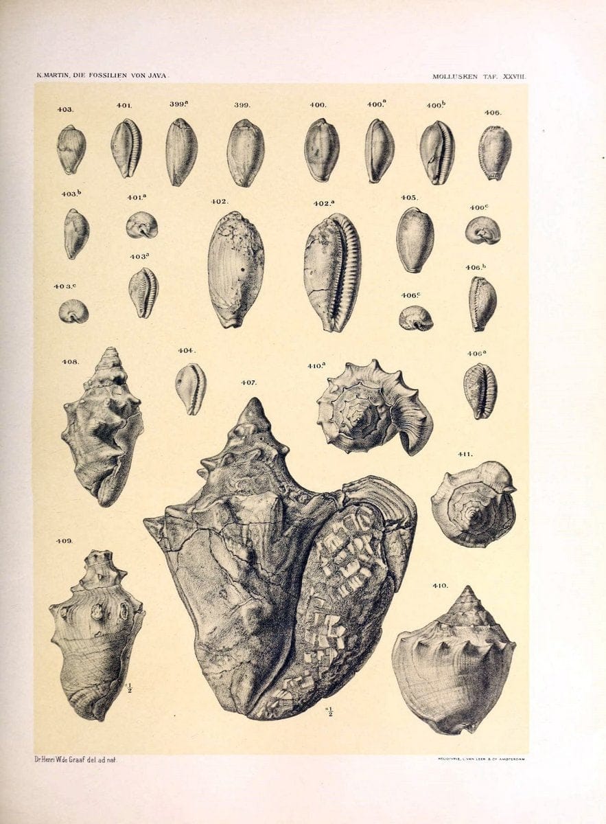 Die fossilien von Java.Leiden,Buchhandlung und druckerei vormals E.J. Brill,1891-. | Indonesia Java "Mollusks, Fossil" Paleontology | Vintage Print Reproduction 471522