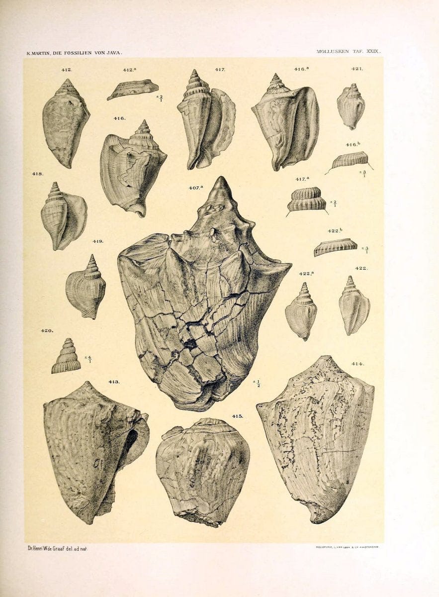 Die fossilien von Java.Leiden,Buchhandlung und druckerei vormals E.J. Brill,1891-. | Indonesia Java "Mollusks, Fossil" Paleontology | Vintage Print Reproduction 471523