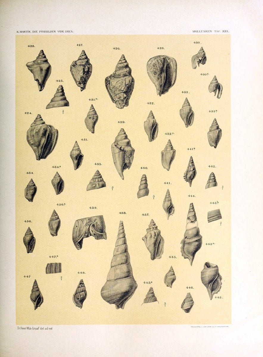 Die fossilien von Java.Leiden,Buchhandlung und druckerei vormals E.J. Brill,1891-. | Indonesia Java "Mollusks, Fossil" Paleontology | Vintage Print Reproduction 471524