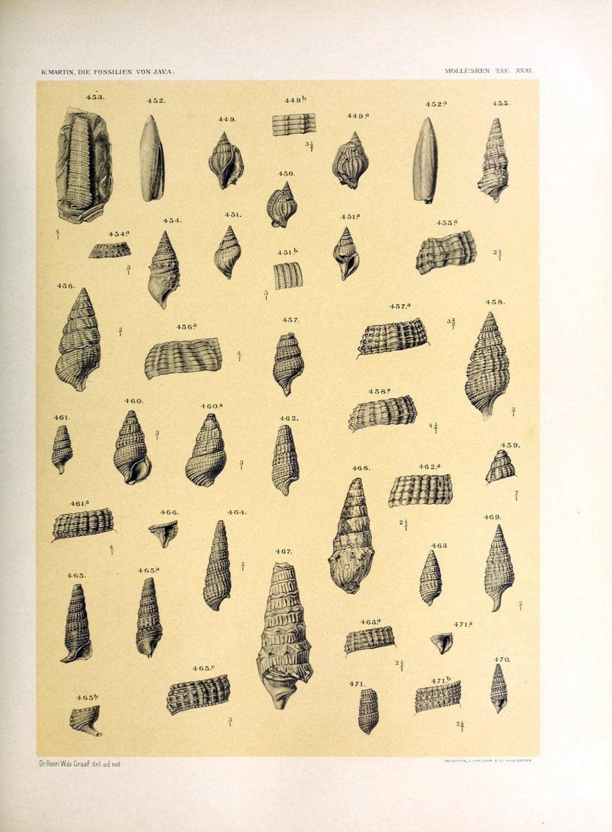 Die fossilien von Java.Leiden,Buchhandlung und druckerei vormals E.J. Brill,1891-. | Indonesia Java "Mollusks, Fossil" Paleontology | Vintage Print Reproduction 471525