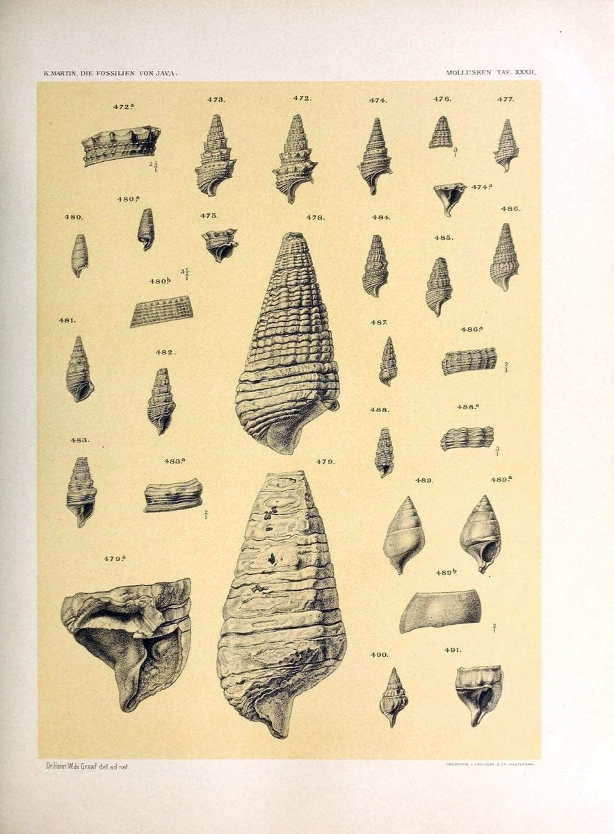 Die fossilien von Java.Leiden,Buchhandlung und druckerei vormals E.J. Brill,1891-. | Indonesia Java "Mollusks, Fossil" Paleontology | Vintage Print Reproduction 471526