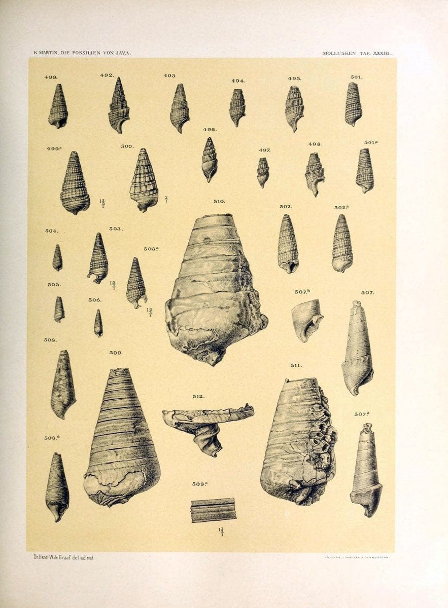 Die fossilien von Java.Leiden,Buchhandlung und druckerei vormals E.J. Brill,1891-. | Indonesia Java "Mollusks, Fossil" Paleontology | Vintage Print Reproduction 471527