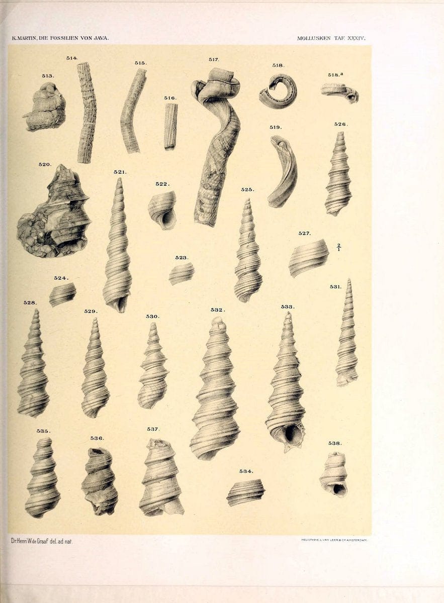 Die fossilien von Java.Leiden,Buchhandlung und druckerei vormals E.J. Brill,1891-. | Indonesia Java "Mollusks, Fossil" Paleontology | Vintage Print Reproduction 471528