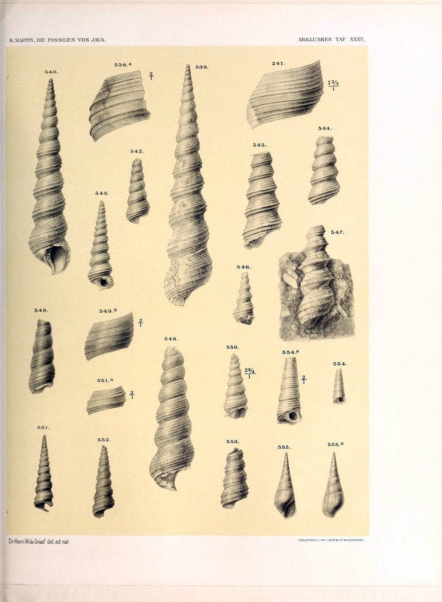 Die fossilien von Java.Leiden,Buchhandlung und druckerei vormals E.J. Brill,1891-. | Indonesia Java "Mollusks, Fossil" Paleontology | Vintage Print Reproduction 471529