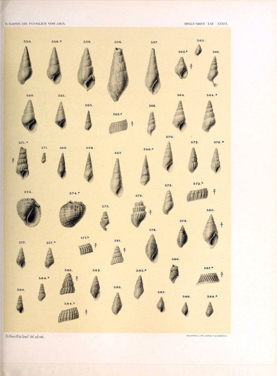 Die fossilien von Java.Leiden,Buchhandlung und druckerei vormals E.J. Brill,1891-. | Indonesia Java "Mollusks, Fossil" Paleontology | Vintage Print Reproduction 471530
