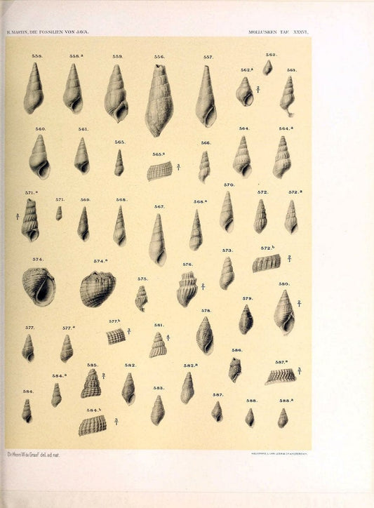 Die fossilien von Java.Leiden,Buchhandlung und druckerei vormals E.J. Brill,1891-. | Indonesia Java "Mollusks, Fossil" Paleontology | Vintage Print Reproduction 471530