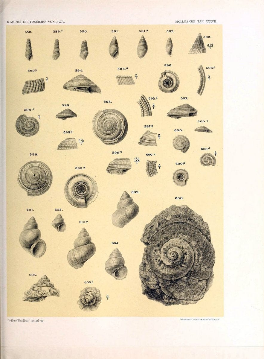 Die fossilien von Java.Leiden,Buchhandlung und druckerei vormals E.J. Brill,1891-. | Indonesia Java "Mollusks, Fossil" Paleontology | Vintage Print Reproduction 471531