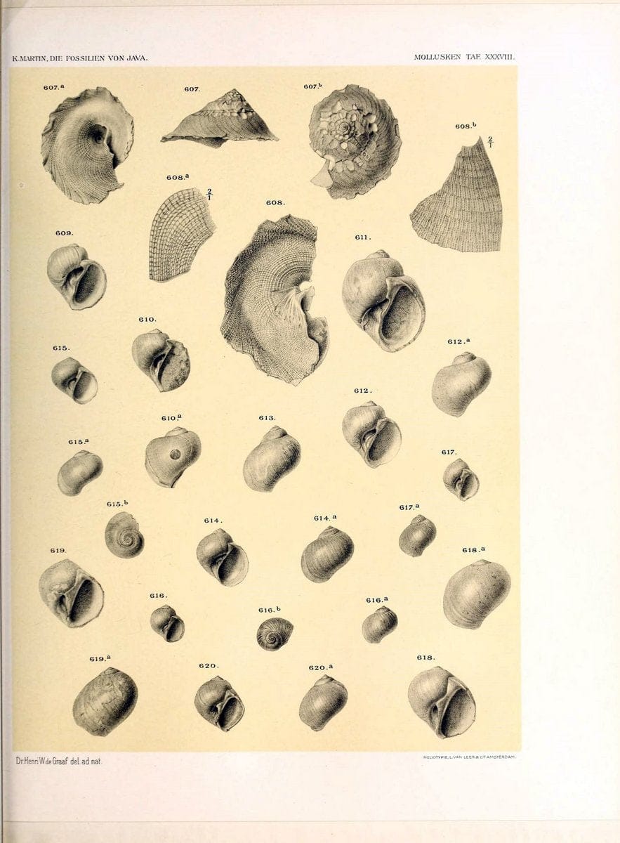 Die fossilien von Java.Leiden,Buchhandlung und druckerei vormals E.J. Brill,1891-. | Indonesia Java "Mollusks, Fossil" Paleontology | Vintage Print Reproduction 471532