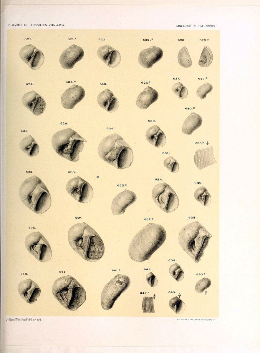 Die fossilien von Java.Leiden,Buchhandlung und druckerei vormals E.J. Brill,1891-. | Indonesia Java "Mollusks, Fossil" Paleontology | Vintage Print Reproduction 471533