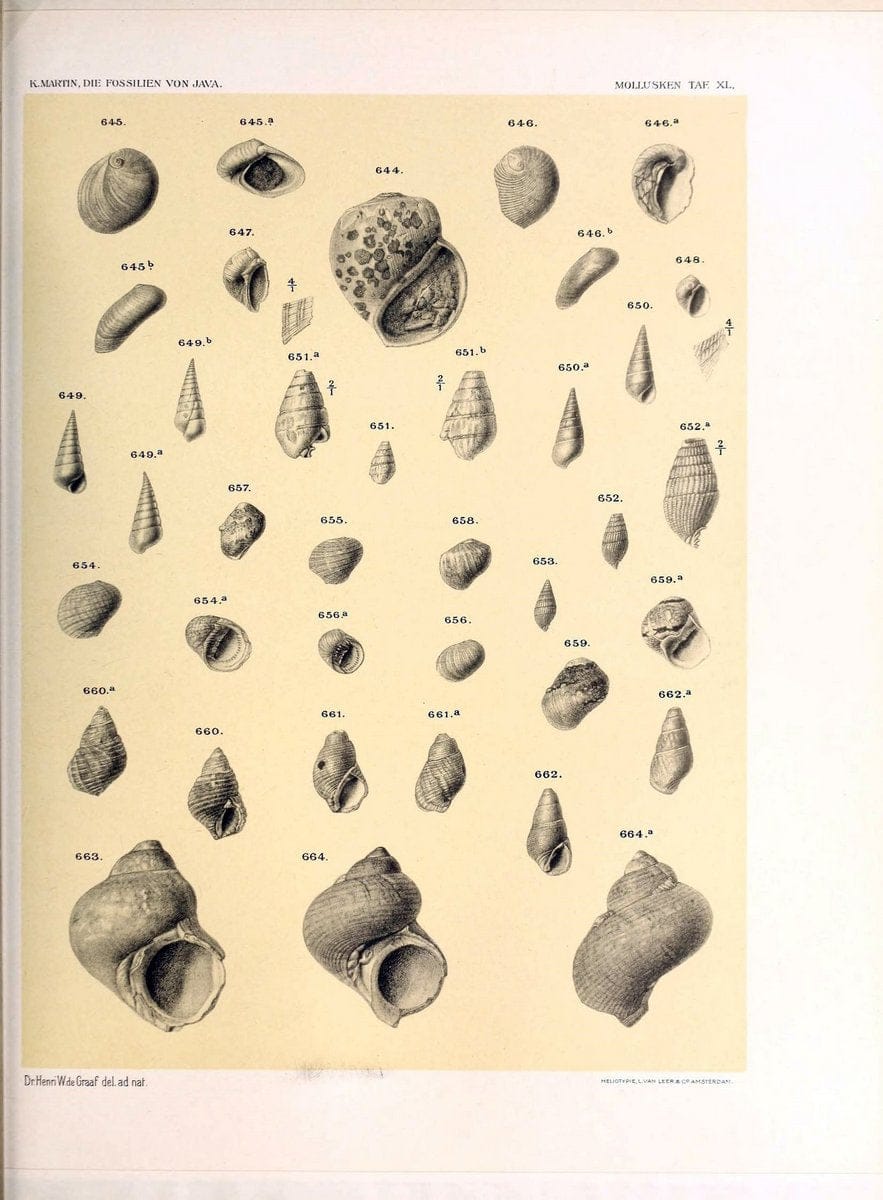 Die fossilien von Java.Leiden,Buchhandlung und druckerei vormals E.J. Brill,1891-. | Indonesia Java "Mollusks, Fossil" Paleontology | Vintage Print Reproduction 471534