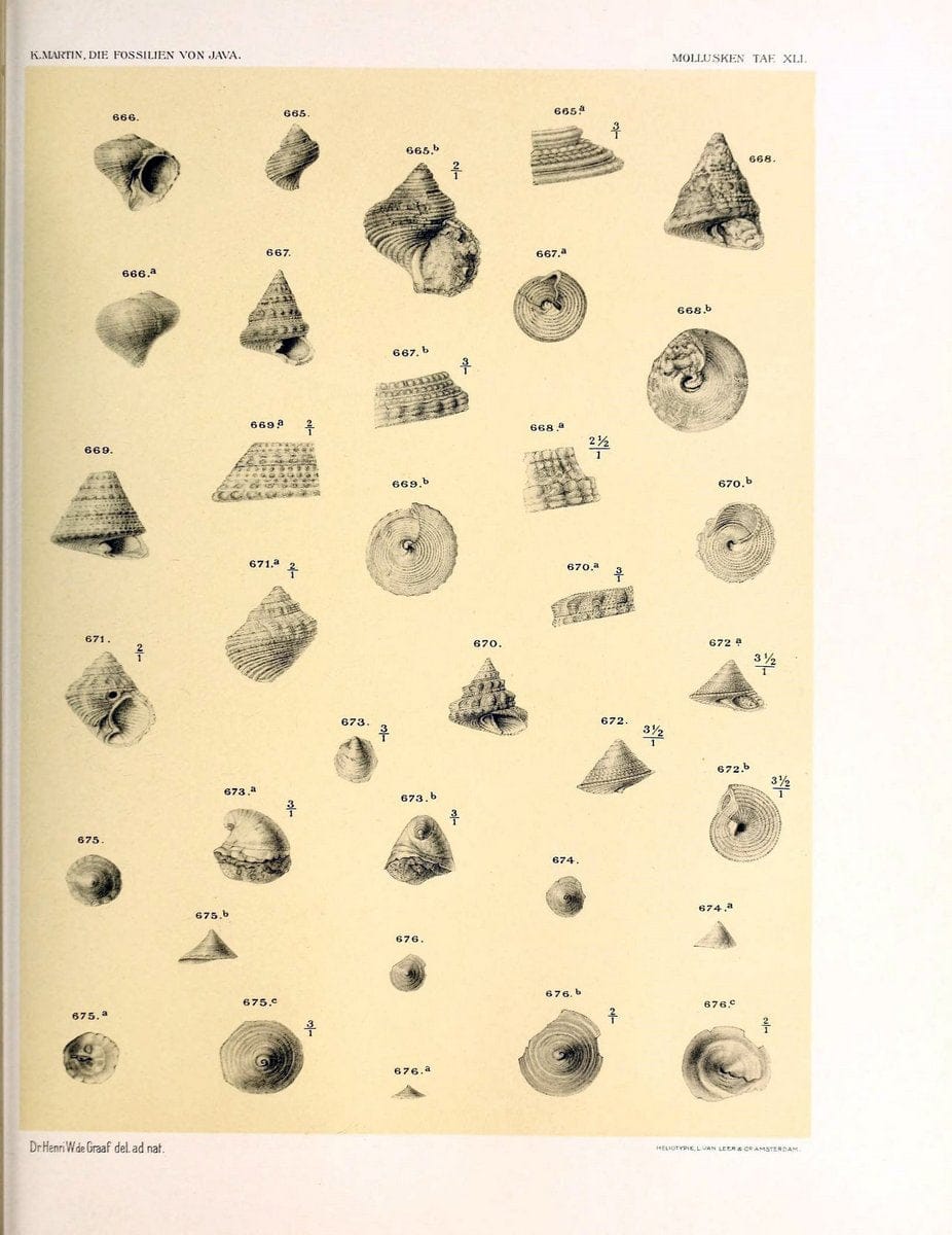 Die fossilien von Java.Leiden,Buchhandlung und druckerei vormals E.J. Brill,1891-. | Indonesia Java "Mollusks, Fossil" Paleontology | Vintage Print Reproduction 471535