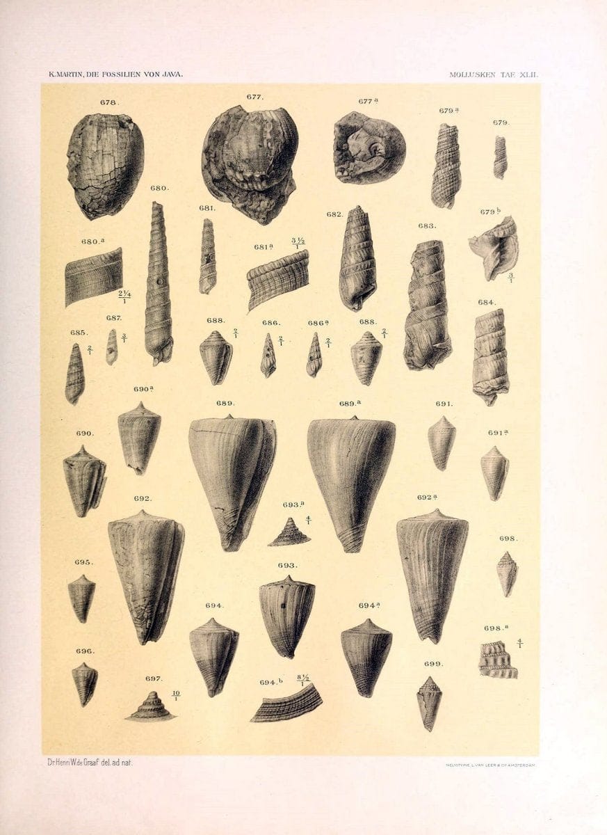 Die fossilien von Java.Leiden,Buchhandlung und druckerei vormals E.J. Brill,1891-. | Indonesia Java "Mollusks, Fossil" Paleontology | Vintage Print Reproduction 471536