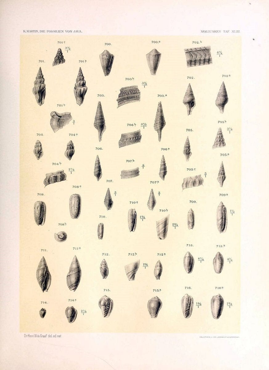 Die fossilien von Java.Leiden,Buchhandlung und druckerei vormals E.J. Brill,1891-. | Indonesia Java "Mollusks, Fossil" Paleontology | Vintage Print Reproduction 471537