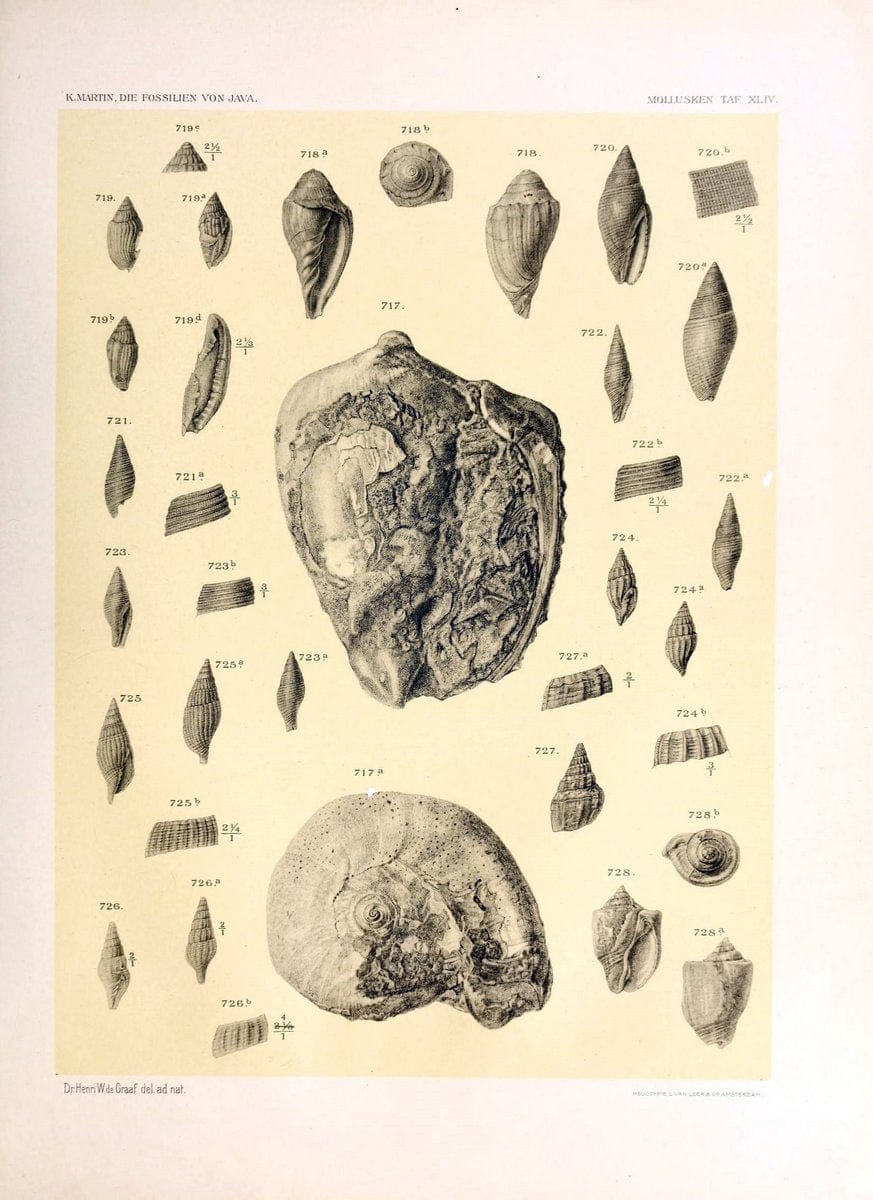 Die fossilien von Java.Leiden,Buchhandlung und druckerei vormals E.J. Brill,1891-. | Indonesia Java "Mollusks, Fossil" Paleontology | Vintage Print Reproduction 471538