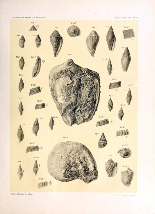 Die fossilien von Java.Leiden,Buchhandlung und druckerei vormals E.J. Brill,1891-. | Indonesia Java "Mollusks, Fossil" Paleontology | Vintage Print Reproduction 471538