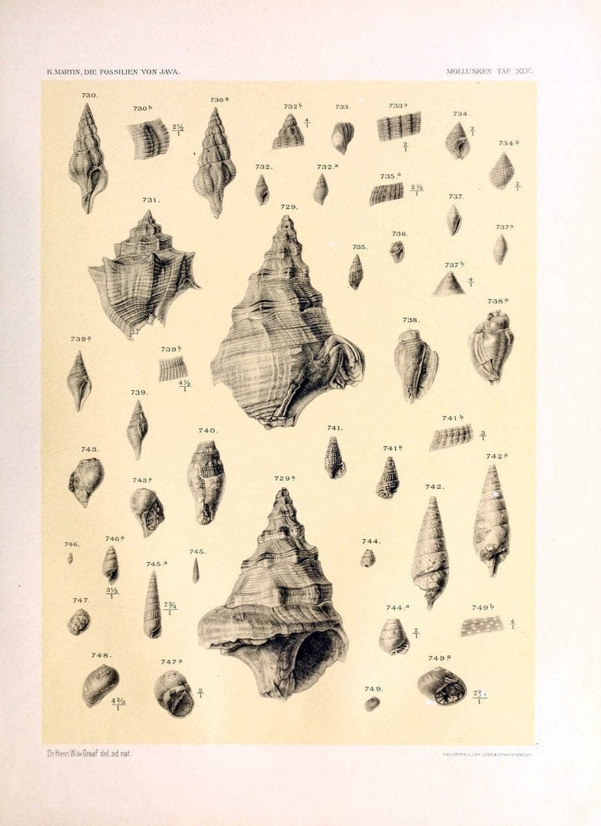 Die fossilien von Java.Leiden,Buchhandlung und druckerei vormals E.J. Brill,1891-. | Indonesia Java "Mollusks, Fossil" Paleontology | Vintage Print Reproduction 471539