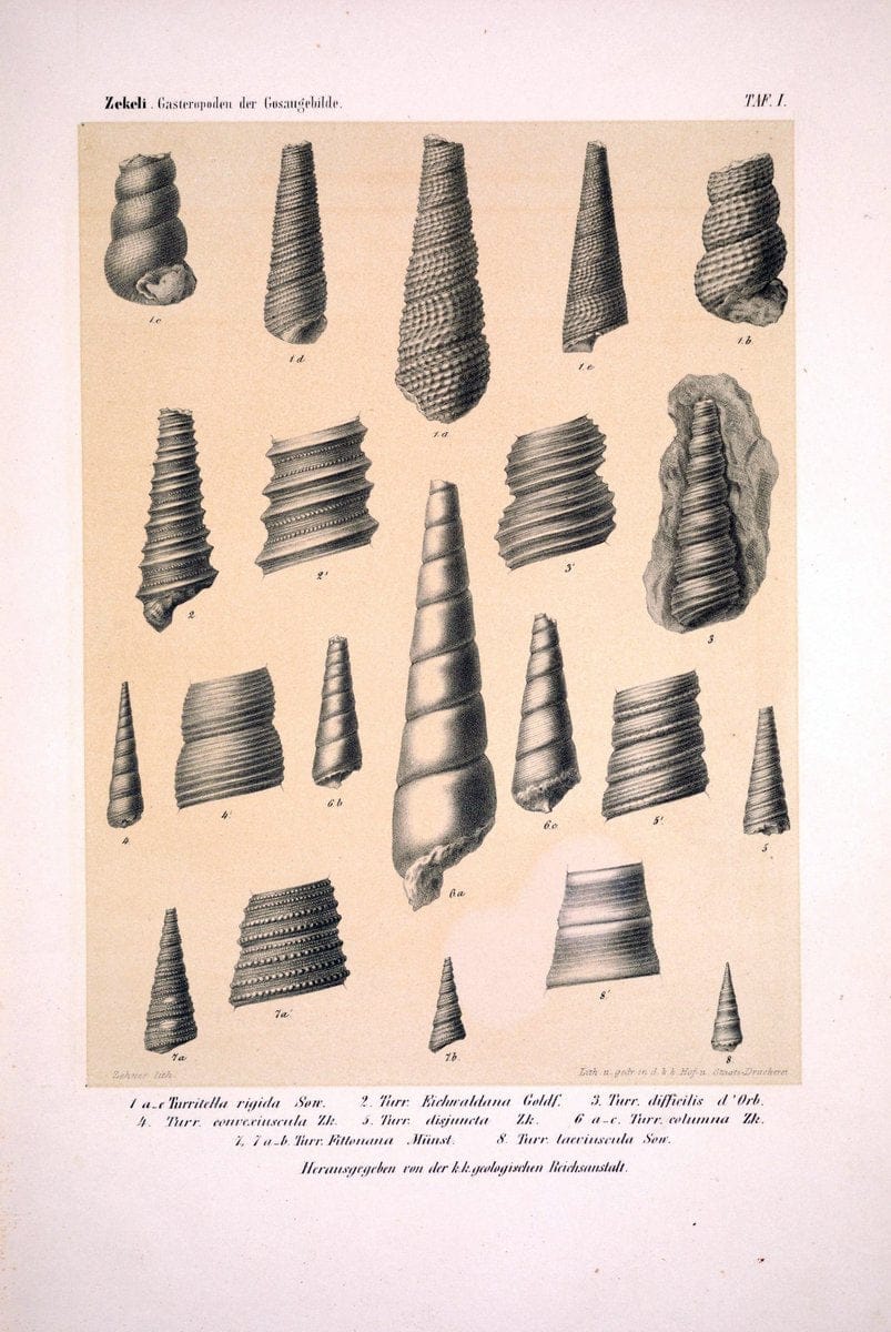 Die Gasteropoden der Gosaugebilde in den nordoÌˆstlichen Alpen /.Wien :K.K. Hof- und Staatsdruckerei,1852.  | Alps "Gastropoda, Fossil" "Mollusks, Fossil" | Vintage Print Reproduction 471540