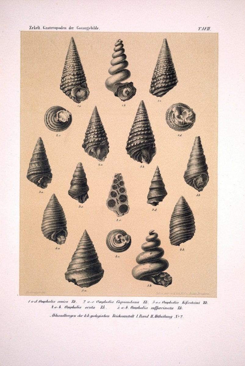 Die Gasteropoden der Gosaugebilde in den nordoÌˆstlichen Alpen /.Wien :K.K. Hof- und Staatsdruckerei,1852.  | Alps "Gastropoda, Fossil" "Mollusks, Fossil" | Vintage Print Reproduction 471541
