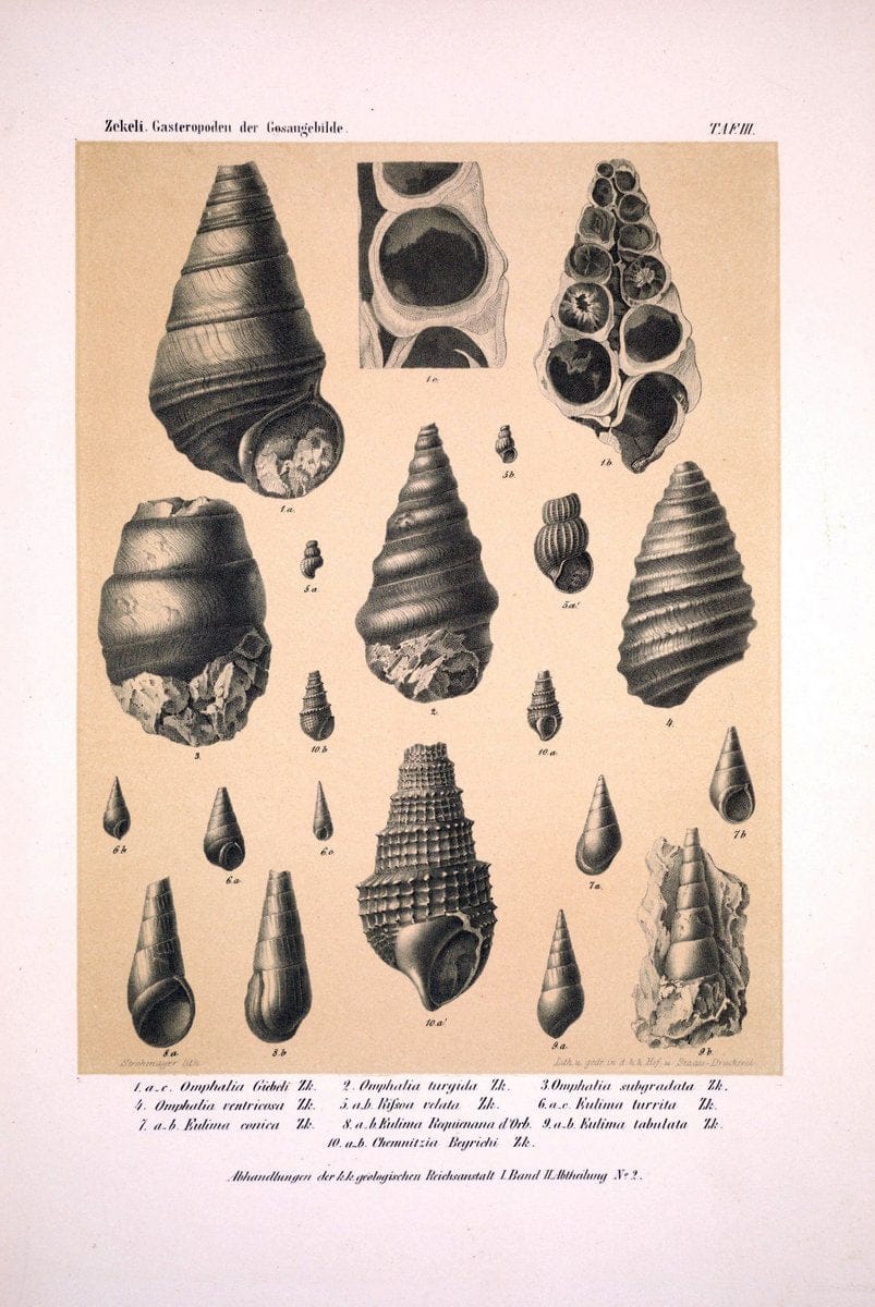 Die Gasteropoden der Gosaugebilde in den nordoÌˆstlichen Alpen /.Wien :K.K. Hof- und Staatsdruckerei,1852.  | Alps "Gastropoda, Fossil" "Mollusks, Fossil" | Vintage Print Reproduction 471542