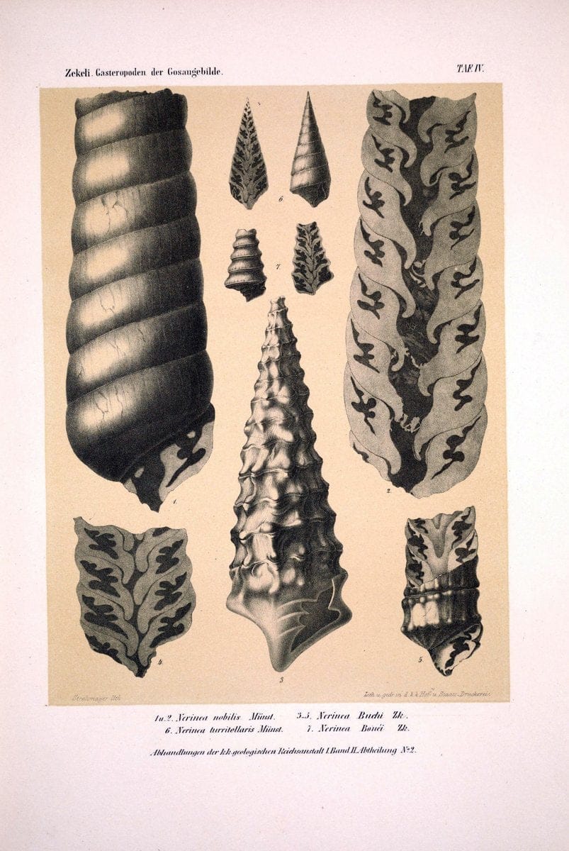 Die Gasteropoden der Gosaugebilde in den nordoÌˆstlichen Alpen /.Wien :K.K. Hof- und Staatsdruckerei,1852.  | Alps "Gastropoda, Fossil" "Mollusks, Fossil" | Vintage Print Reproduction 471543