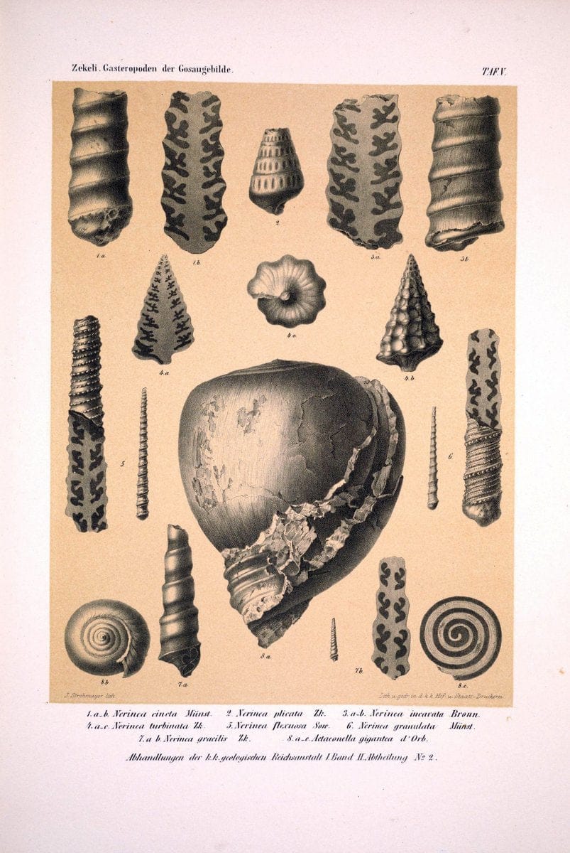 Die Gasteropoden der Gosaugebilde in den nordoÌˆstlichen Alpen /.Wien :K.K. Hof- und Staatsdruckerei,1852.  | Alps "Gastropoda, Fossil" "Mollusks, Fossil" | Vintage Print Reproduction 471544
