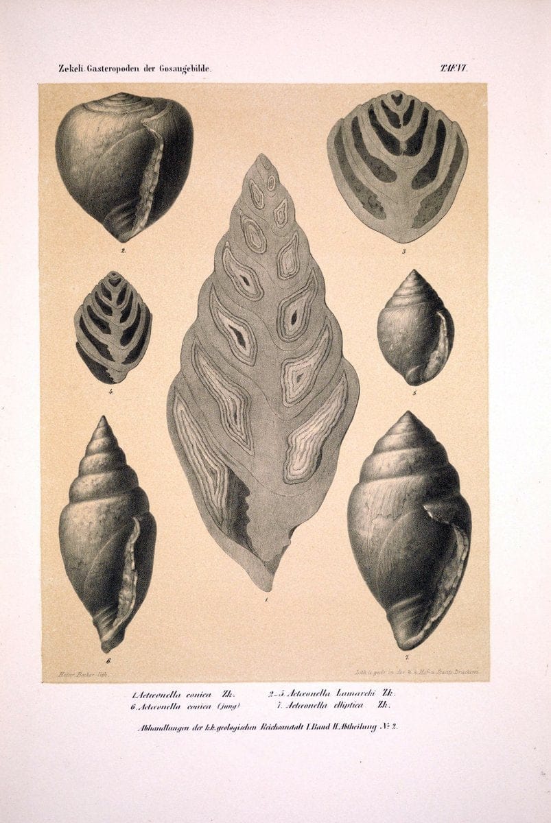 Die Gasteropoden der Gosaugebilde in den nordoÌˆstlichen Alpen /.Wien :K.K. Hof- und Staatsdruckerei,1852.  | Alps "Gastropoda, Fossil" "Mollusks, Fossil" | Vintage Print Reproduction 471545