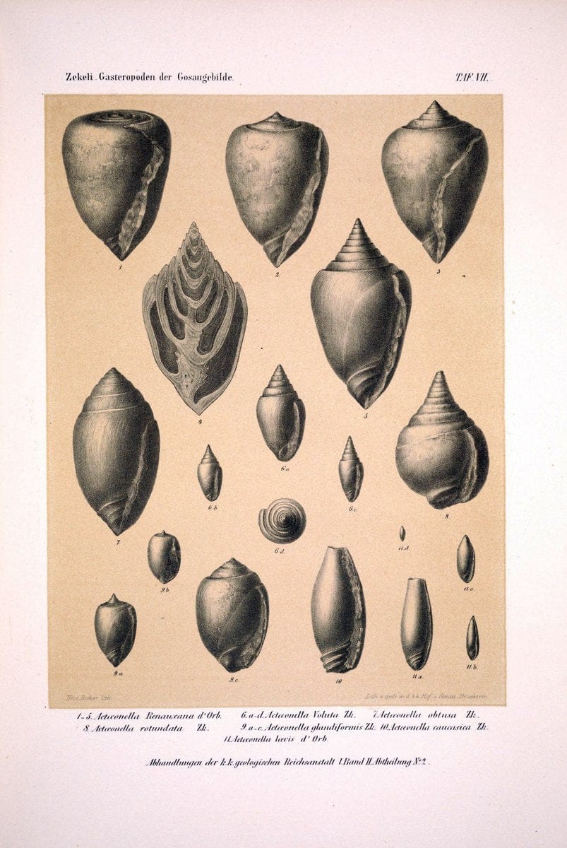 Die Gasteropoden der Gosaugebilde in den nordoÌˆstlichen Alpen /.Wien :K.K. Hof- und Staatsdruckerei,1852.  | Alps "Gastropoda, Fossil" "Mollusks, Fossil" | Vintage Print Reproduction 471546