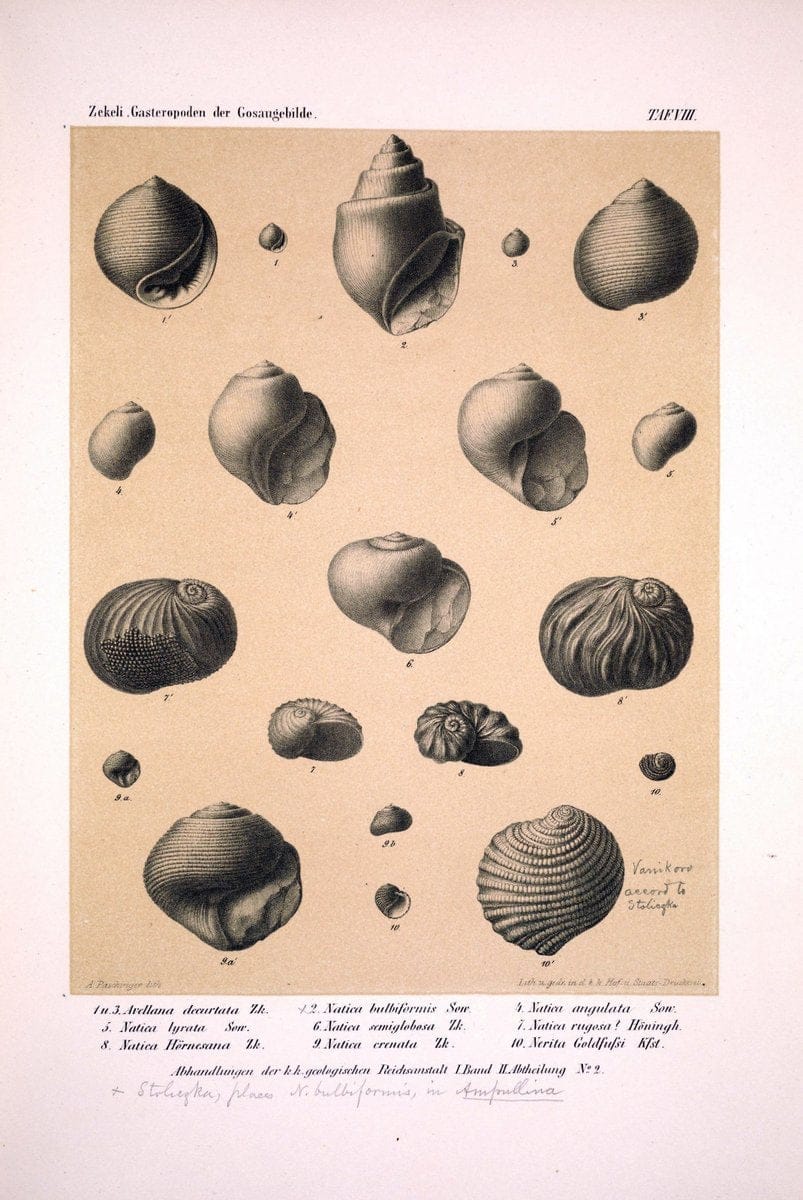 Die Gasteropoden der Gosaugebilde in den nordoÌˆstlichen Alpen /.Wien :K.K. Hof- und Staatsdruckerei,1852.  | Alps "Gastropoda, Fossil" "Mollusks, Fossil" | Vintage Print Reproduction 471547