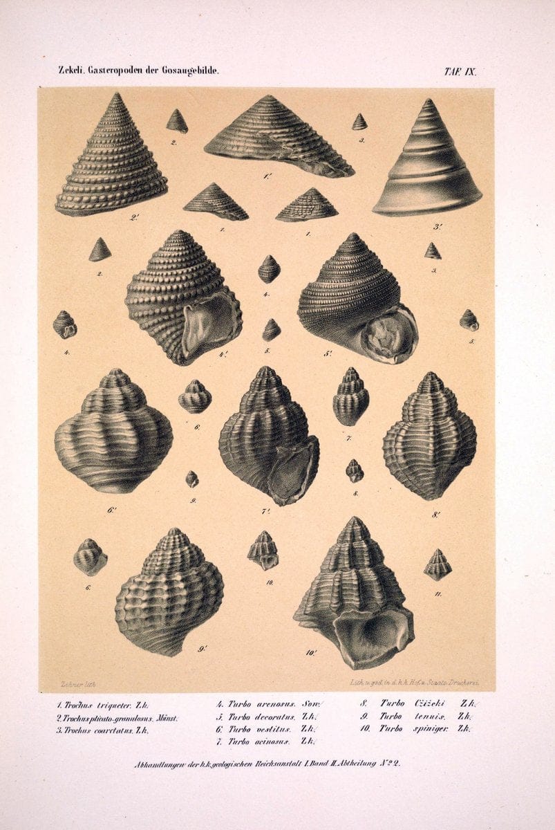 Die Gasteropoden der Gosaugebilde in den nordoÌˆstlichen Alpen /.Wien :K.K. Hof- und Staatsdruckerei,1852.  | Alps "Gastropoda, Fossil" "Mollusks, Fossil" | Vintage Print Reproduction 471548