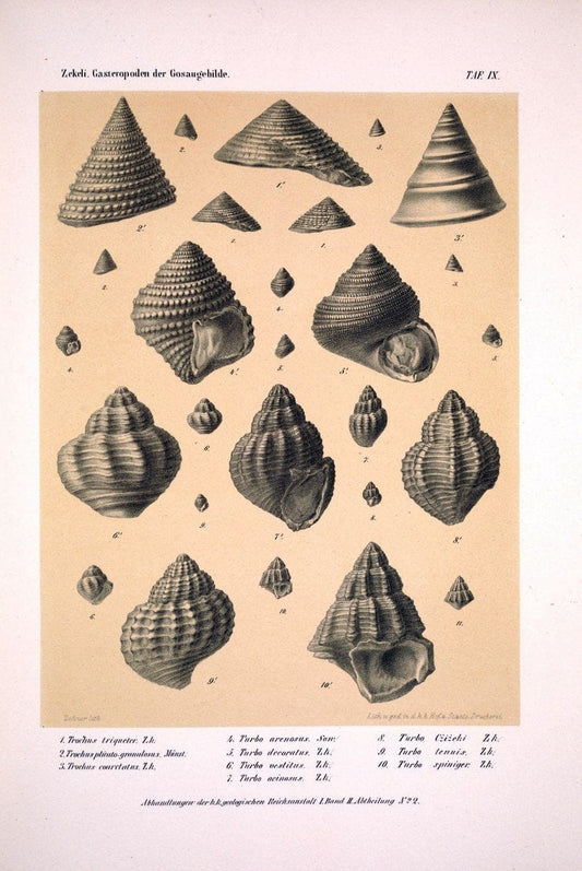 Die Gasteropoden der Gosaugebilde in den nordoÌˆstlichen Alpen /.Wien :K.K. Hof- und Staatsdruckerei,1852.  | Alps "Gastropoda, Fossil" "Mollusks, Fossil" | Vintage Print Reproduction 471548