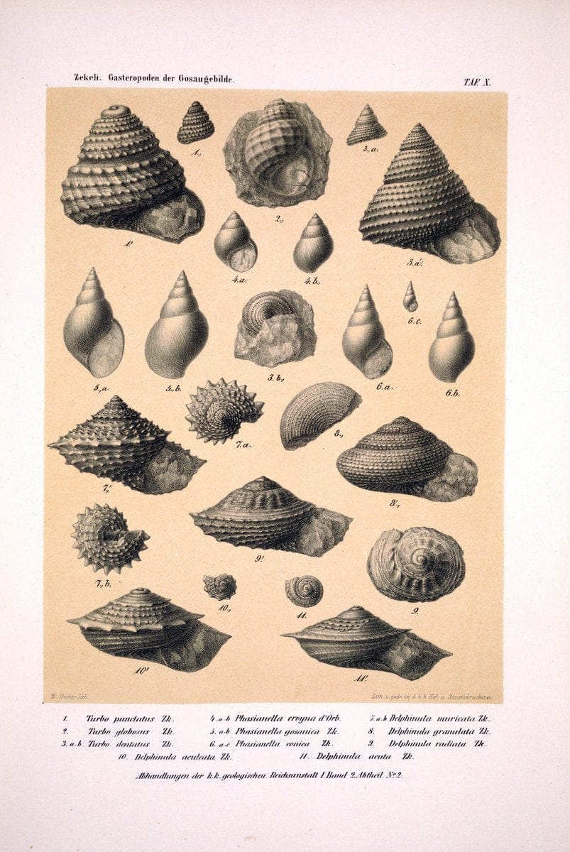 Die Gasteropoden der Gosaugebilde in den nordoÌˆstlichen Alpen /.Wien :K.K. Hof- und Staatsdruckerei,1852.  | Alps "Gastropoda, Fossil" "Mollusks, Fossil" | Vintage Print Reproduction 471549
