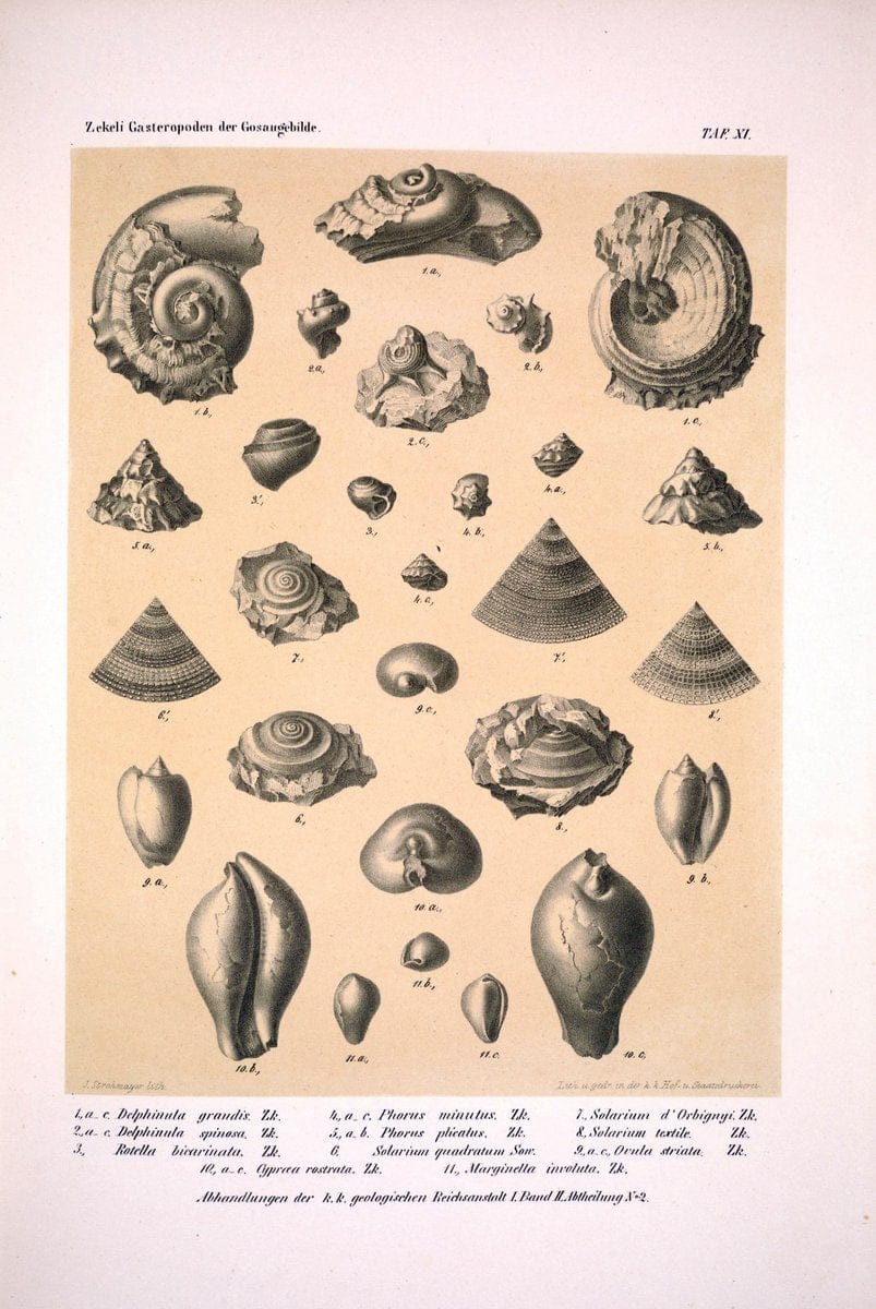Die Gasteropoden der Gosaugebilde in den nordoÌˆstlichen Alpen /.Wien :K.K. Hof- und Staatsdruckerei,1852.  | Alps "Gastropoda, Fossil" "Mollusks, Fossil" | Vintage Print Reproduction 471550