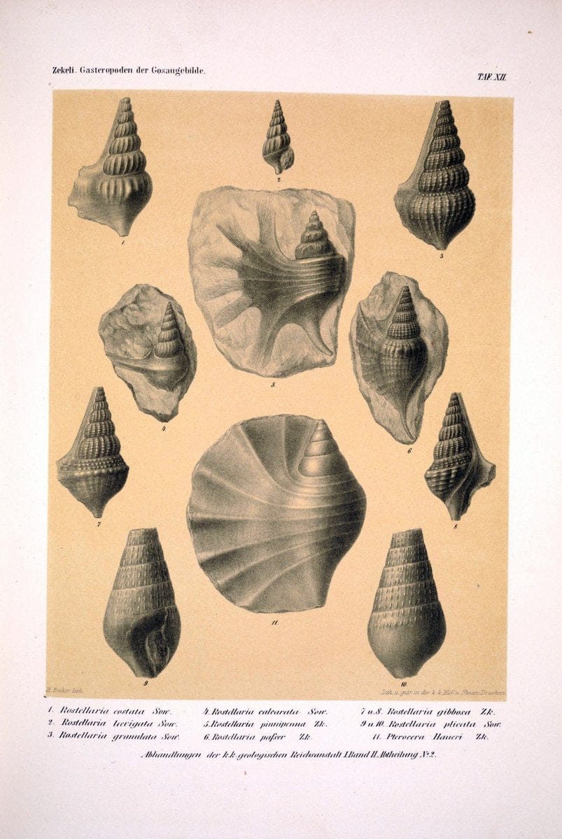 Die Gasteropoden der Gosaugebilde in den nordoÌˆstlichen Alpen /.Wien :K.K. Hof- und Staatsdruckerei,1852.  | Alps "Gastropoda, Fossil" "Mollusks, Fossil" | Vintage Print Reproduction 471551