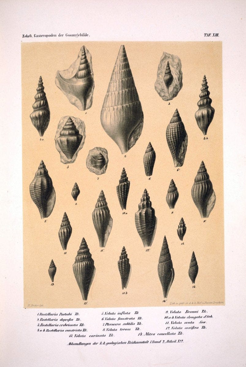 Die Gasteropoden der Gosaugebilde in den nordoÌˆstlichen Alpen /.Wien :K.K. Hof- und Staatsdruckerei,1852.  | Alps "Gastropoda, Fossil" "Mollusks, Fossil" | Vintage Print Reproduction 471552