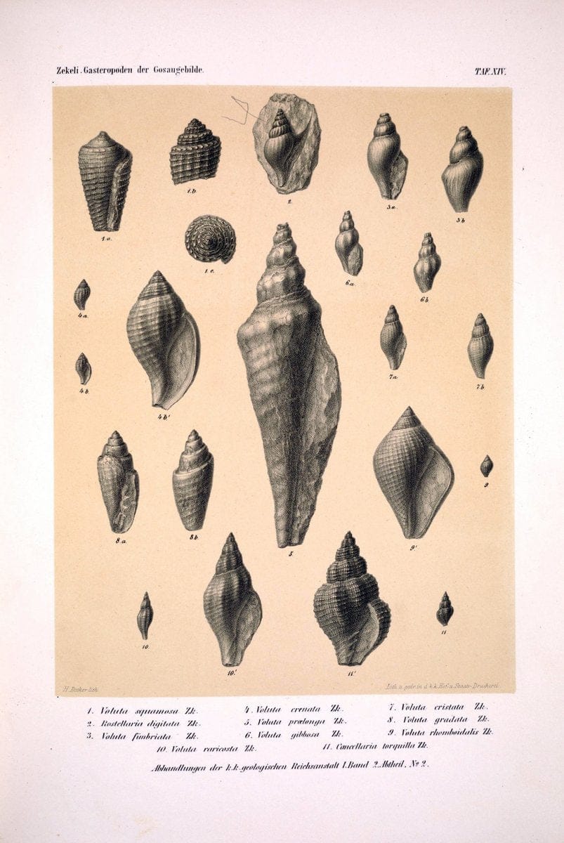 Die Gasteropoden der Gosaugebilde in den nordoÌˆstlichen Alpen /.Wien :K.K. Hof- und Staatsdruckerei,1852.  | Alps "Gastropoda, Fossil" "Mollusks, Fossil" | Vintage Print Reproduction 471553