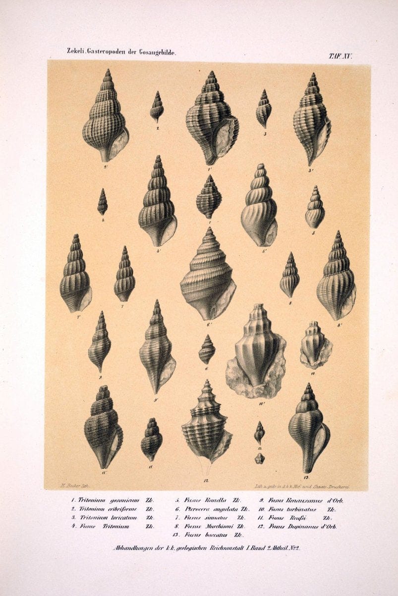 Die Gasteropoden der Gosaugebilde in den nordoÌˆstlichen Alpen /.Wien :K.K. Hof- und Staatsdruckerei,1852.  | Alps "Gastropoda, Fossil" "Mollusks, Fossil" | Vintage Print Reproduction 471554