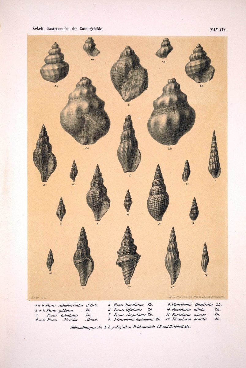 Die Gasteropoden der Gosaugebilde in den nordoÌˆstlichen Alpen /.Wien :K.K. Hof- und Staatsdruckerei,1852.  | Alps "Gastropoda, Fossil" "Mollusks, Fossil" | Vintage Print Reproduction 471555