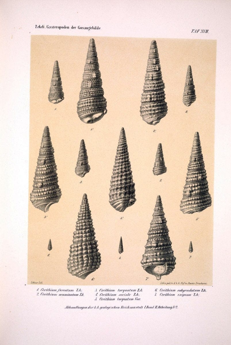 Die Gasteropoden der Gosaugebilde in den nordoÌˆstlichen Alpen /.Wien :K.K. Hof- und Staatsdruckerei,1852.  | Alps "Gastropoda, Fossil" "Mollusks, Fossil" | Vintage Print Reproduction 471556