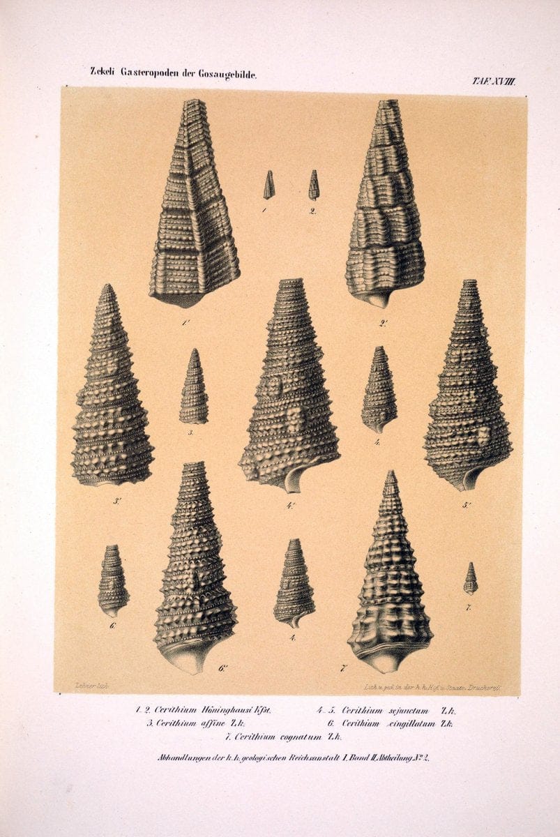 Die Gasteropoden der Gosaugebilde in den nordoÌˆstlichen Alpen /.Wien :K.K. Hof- und Staatsdruckerei,1852.  | Alps "Gastropoda, Fossil" "Mollusks, Fossil" | Vintage Print Reproduction 471557