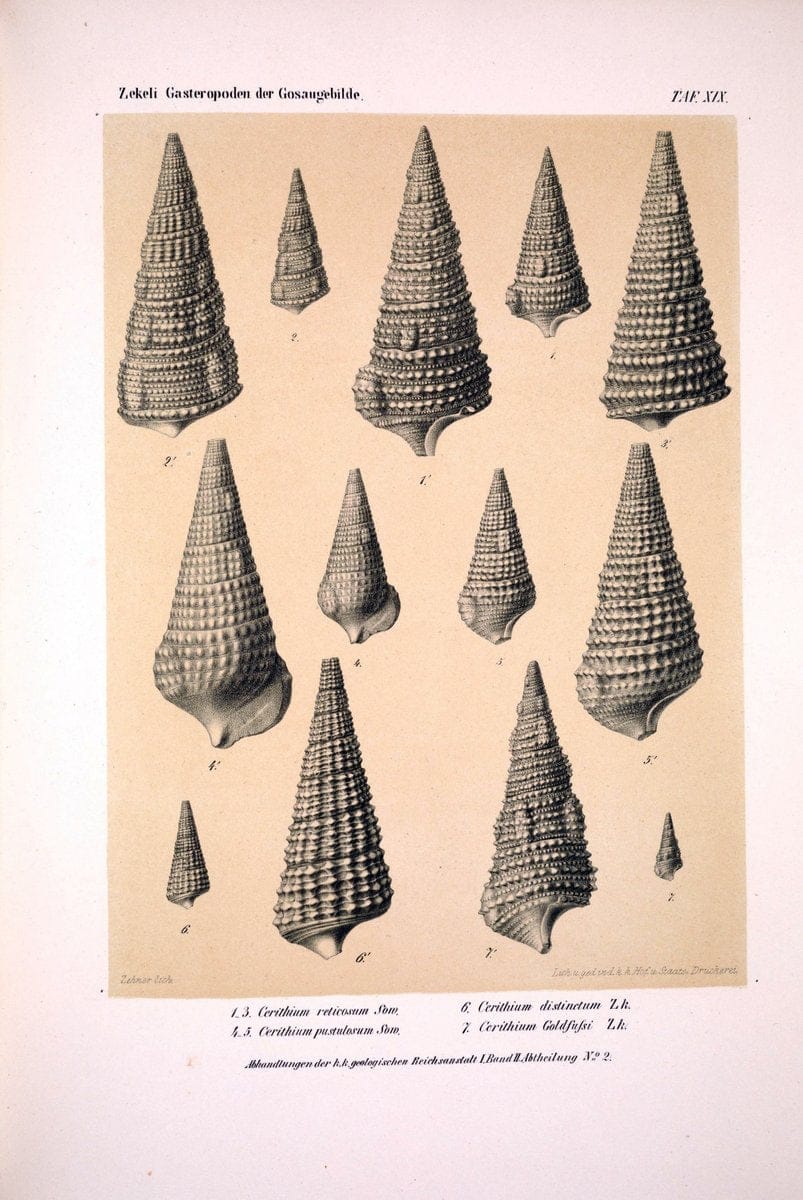 Die Gasteropoden der Gosaugebilde in den nordoÌˆstlichen Alpen /.Wien :K.K. Hof- und Staatsdruckerei,1852.  | Alps "Gastropoda, Fossil" "Mollusks, Fossil" | Vintage Print Reproduction 471558