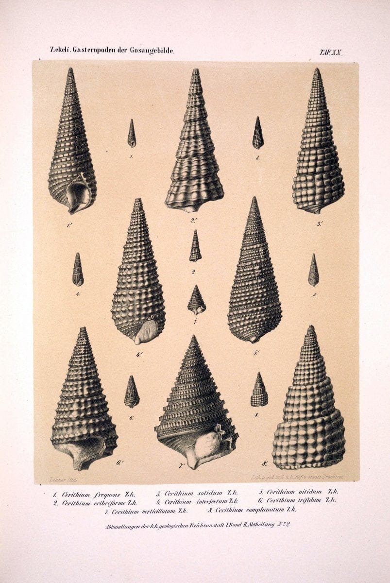 Die Gasteropoden der Gosaugebilde in den nordoÌˆstlichen Alpen /.Wien :K.K. Hof- und Staatsdruckerei,1852.  | Alps "Gastropoda, Fossil" "Mollusks, Fossil" | Vintage Print Reproduction 471559