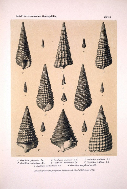 Die Gasteropoden der Gosaugebilde in den nordoÌˆstlichen Alpen /.Wien :K.K. Hof- und Staatsdruckerei,1852.  | Alps "Gastropoda, Fossil" "Mollusks, Fossil" | Vintage Print Reproduction 471559