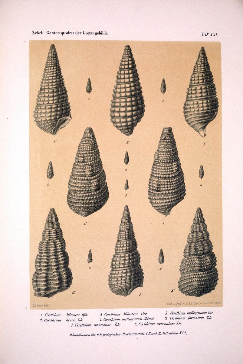 Die Gasteropoden der Gosaugebilde in den nordoÌˆstlichen Alpen /.Wien :K.K. Hof- und Staatsdruckerei,1852.  | Alps "Gastropoda, Fossil" "Mollusks, Fossil" | Vintage Print Reproduction 471560