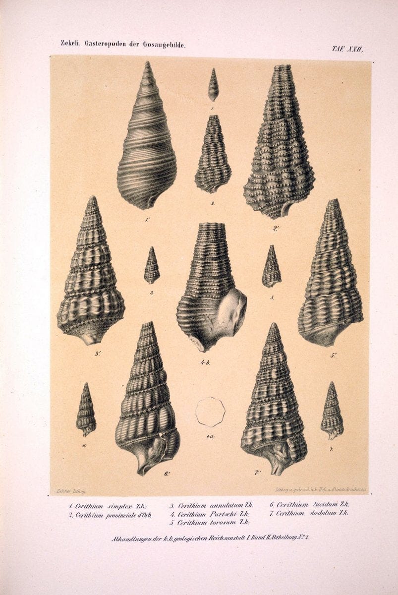 Die Gasteropoden der Gosaugebilde in den nordoÌˆstlichen Alpen /.Wien :K.K. Hof- und Staatsdruckerei,1852.  | Alps "Gastropoda, Fossil" "Mollusks, Fossil" | Vintage Print Reproduction 471561