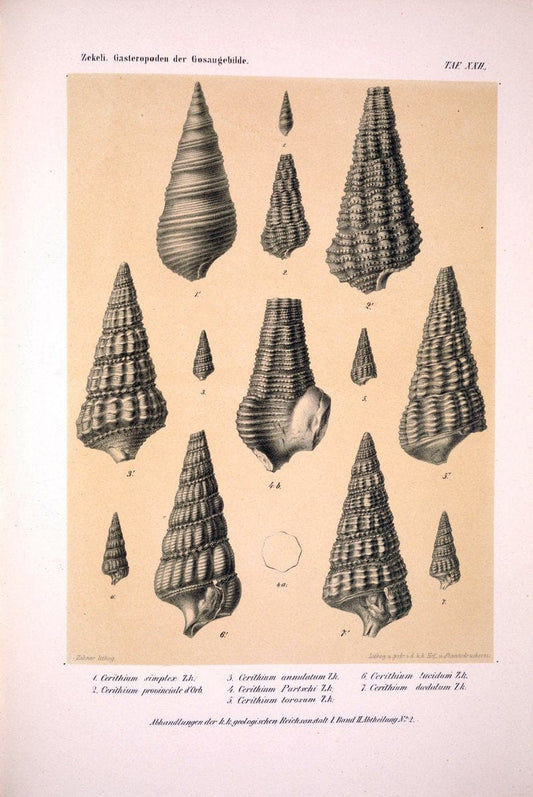 Die Gasteropoden der Gosaugebilde in den nordoÌˆstlichen Alpen /.Wien :K.K. Hof- und Staatsdruckerei,1852.  | Alps "Gastropoda, Fossil" "Mollusks, Fossil" | Vintage Print Reproduction 471561