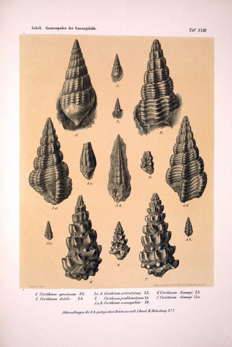 Die Gasteropoden der Gosaugebilde in den nordoÌˆstlichen Alpen /.Wien :K.K. Hof- und Staatsdruckerei,1852.  | Alps "Gastropoda, Fossil" "Mollusks, Fossil" | Vintage Print Reproduction 471562