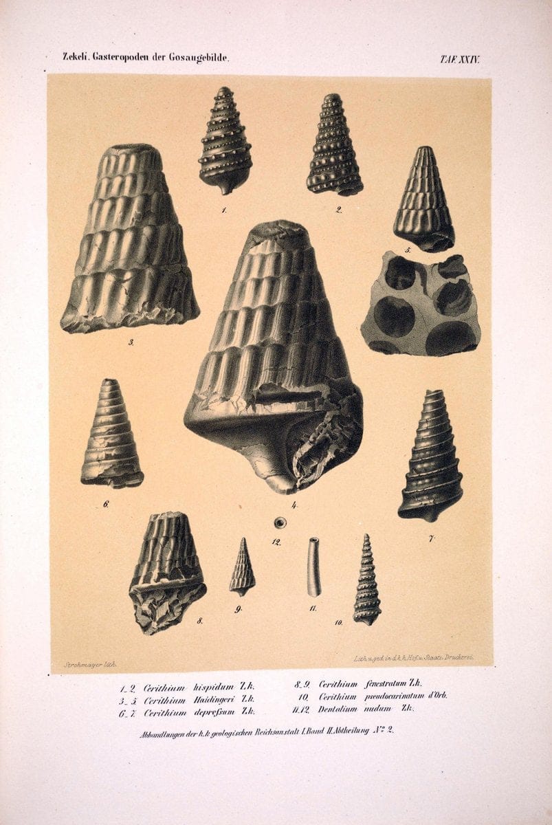 Die Gasteropoden der Gosaugebilde in den nordoÌˆstlichen Alpen /.Wien :K.K. Hof- und Staatsdruckerei,1852.  | Alps "Gastropoda, Fossil" "Mollusks, Fossil" | Vintage Print Reproduction 471563