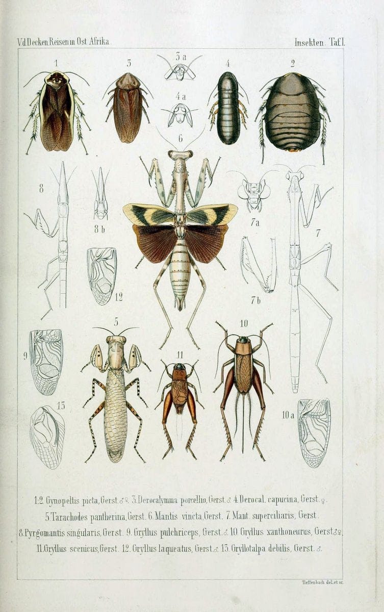 Die Gliedertheir-fauna des Sansibar-gebietes :.Leipzig :C. F. Winter,1873.  | Insects Tanzania  | Vintage Print Reproduction 471564