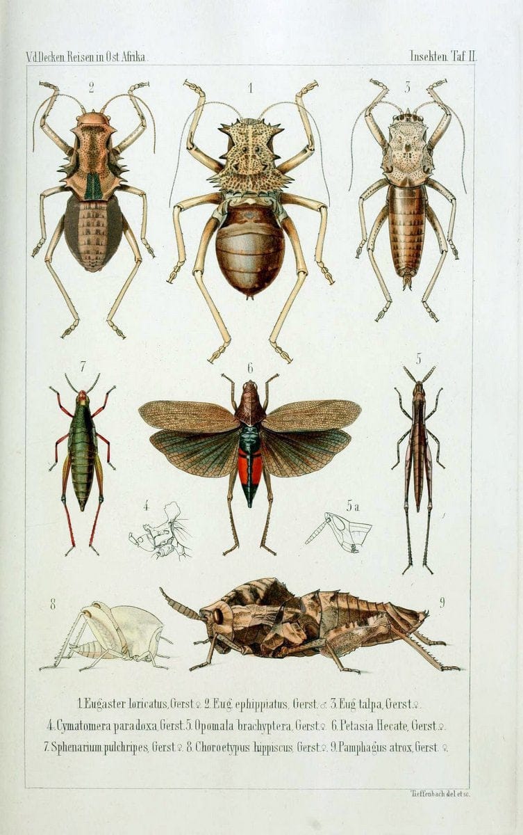 Die Gliedertheir-fauna des Sansibar-gebietes :.Leipzig :C. F. Winter,1873.  | Insects Tanzania  | Vintage Print Reproduction 471565