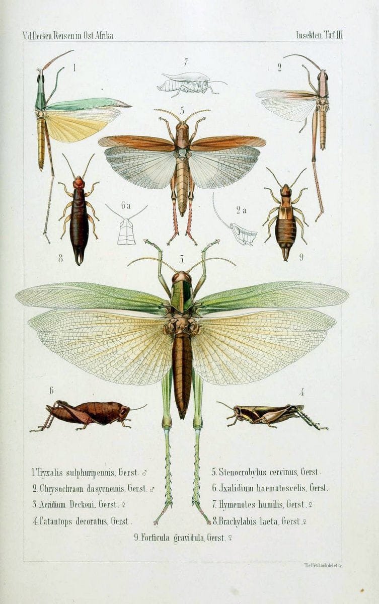 Die Gliedertheir-fauna des Sansibar-gebietes :.Leipzig :C. F. Winter,1873.  | Insects Tanzania  | Vintage Print Reproduction 471566